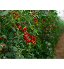 Large Red Cherry Tomato