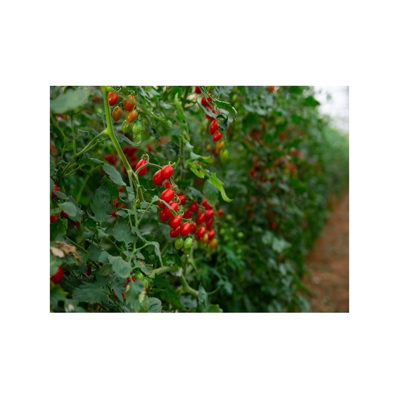 Large Red Cherry Tomato