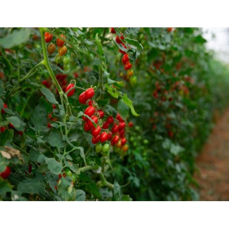 Large Red Cherry Tomato