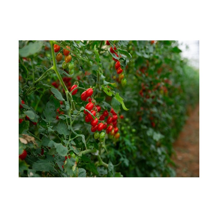 Large Red Cherry Tomato