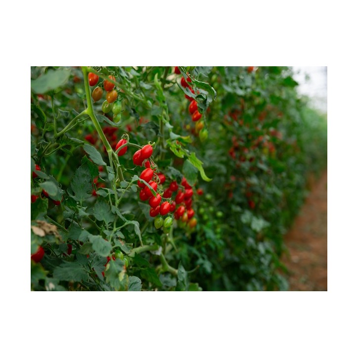 Tomato Seeds, Large Red Cherry