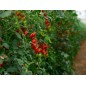 Tomato Seeds - Large Red Cherry