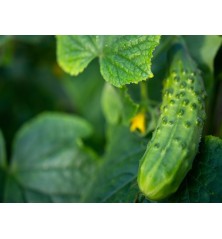 Boston Pickling Cucumber