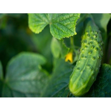 Boston Pickling Cucumber