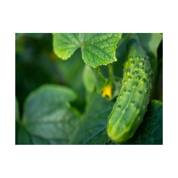 Boston Pickling Cucumber