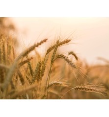 Barley (Organic)