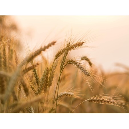 Barley (Organic)