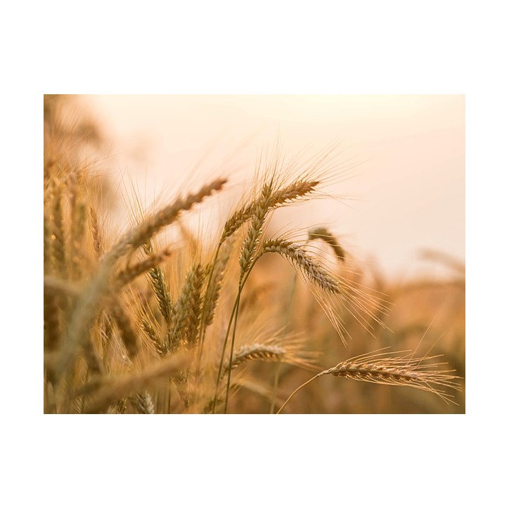 Barley Seeds, Organic
