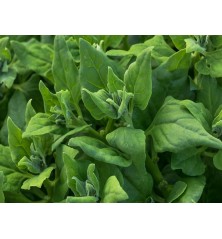 New Zealand Spinach