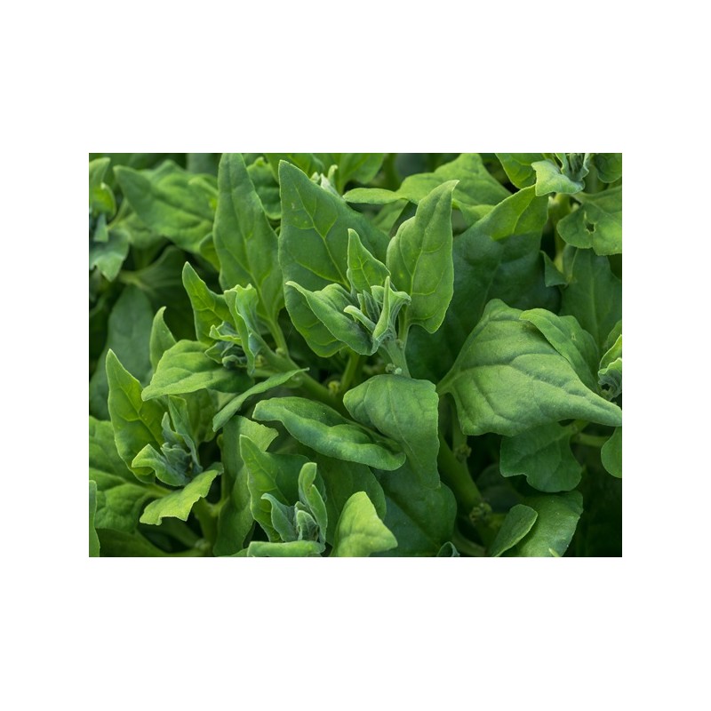 New Zealand Spinach