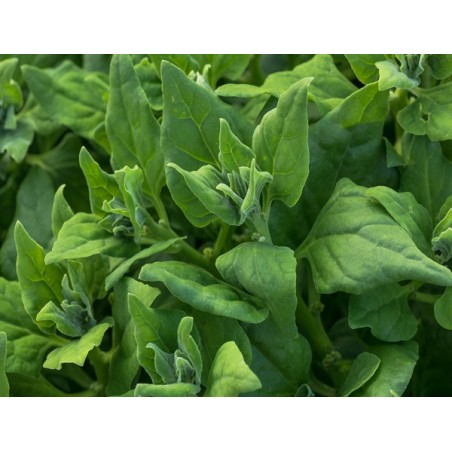 New Zealand Spinach