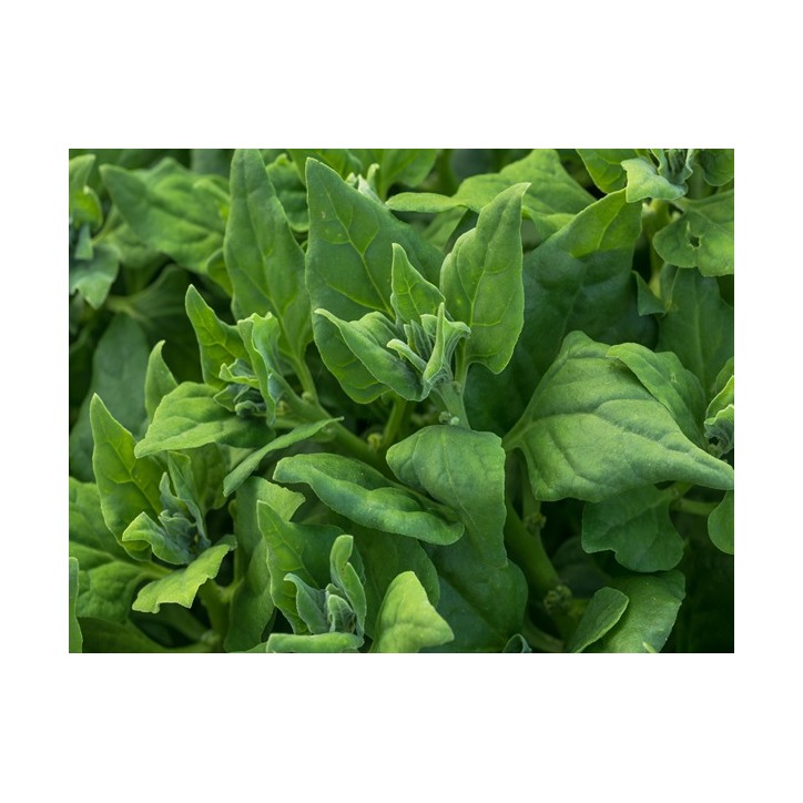 New Zealand Spinach