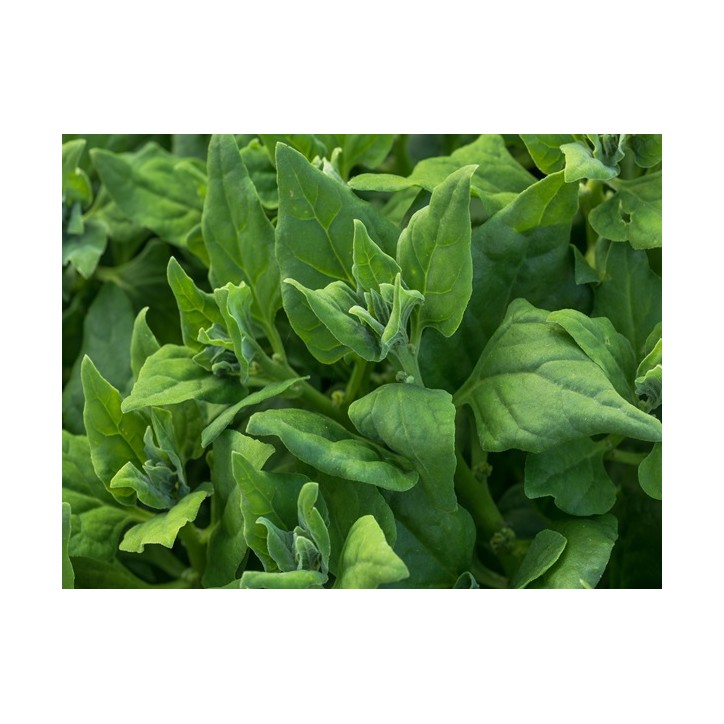 Spinach Seeds, New Zealand