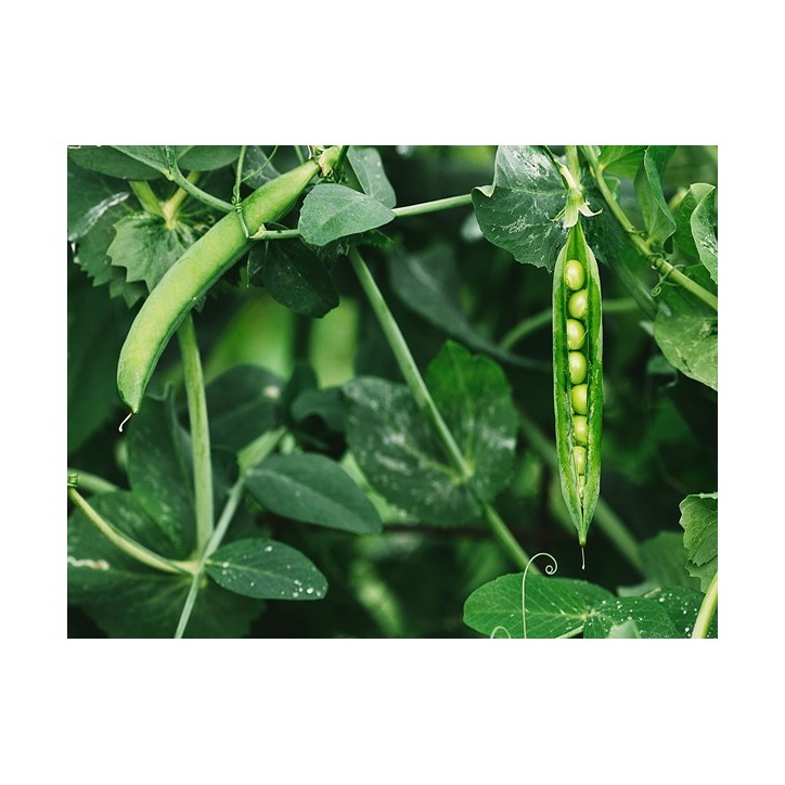 Green Arrow Pea