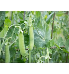 Sugar Snap Pea