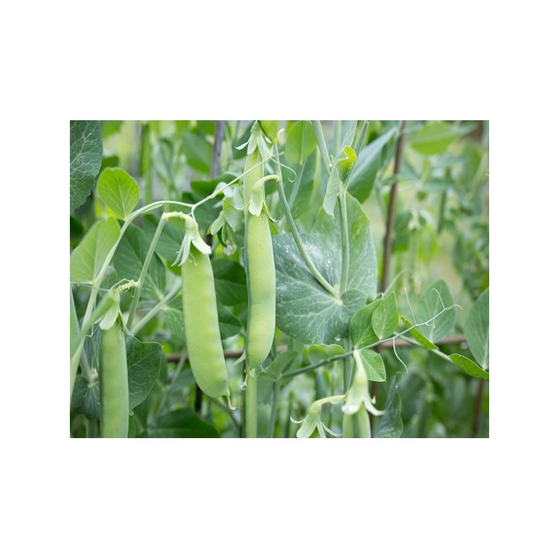 Sugar Snap Pea