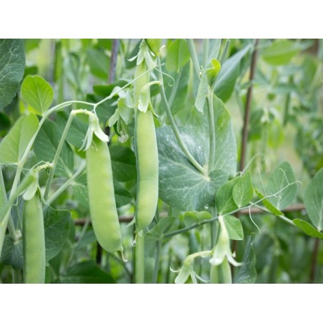 Sugar Snap Pea