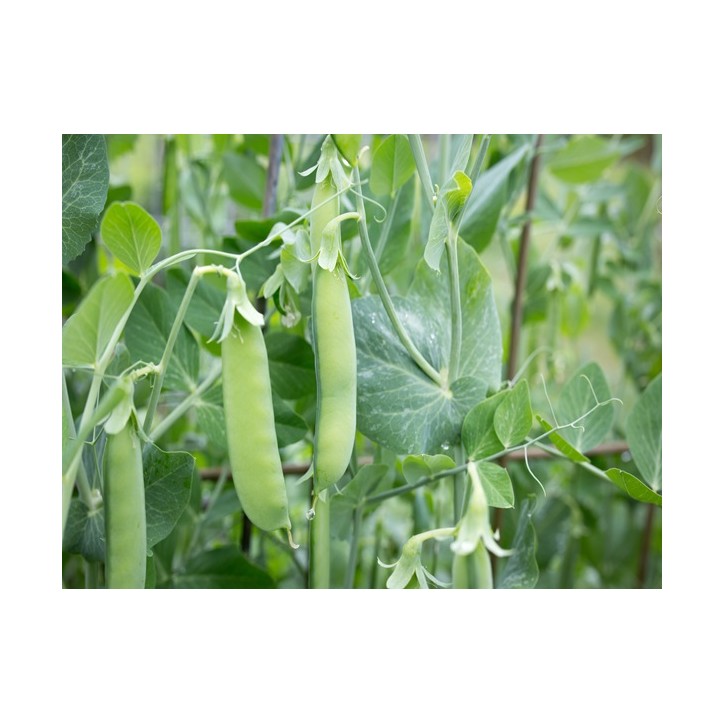 Sugar Snap Pea