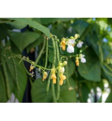 Blue Lake Pole Bean