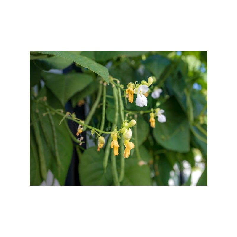 Blue Lake Pole Bean