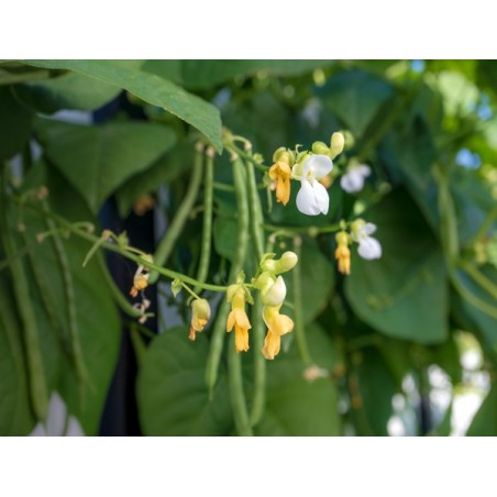 Blue Lake Pole Bean