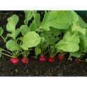 Radish Seeds - Cherry Belle
