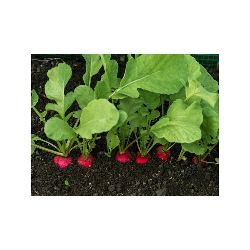 cherry-belle-radish Seeds