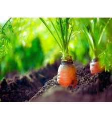 Red Cored Chantenay Carrot