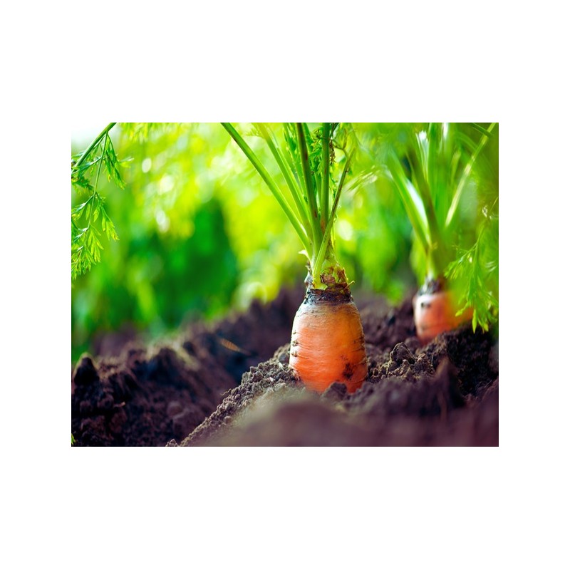 Red Cored Chantenay Carrot