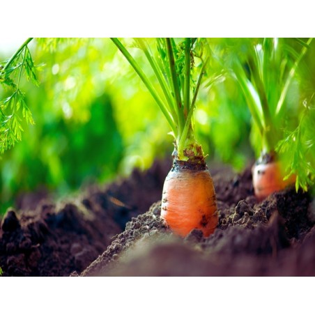 Red Cored Chantenay Carrot