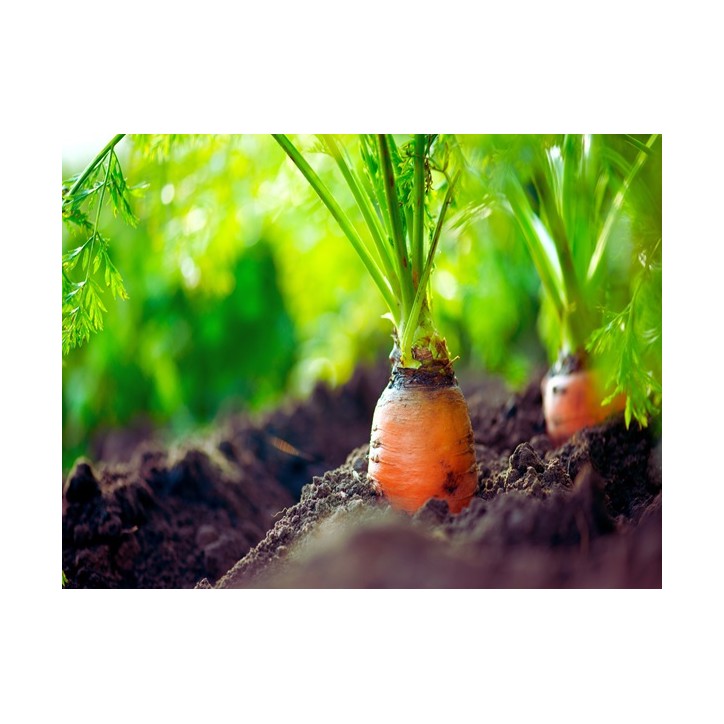 Carrot Seeds, Red Core Chantenay