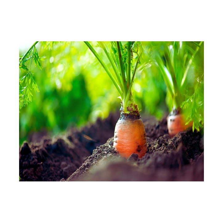 Red Cored Chantenay Carrot