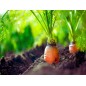 Carrot Seeds - Red Cored Chantenay