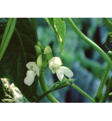 Kentucky Wonder Pole Bean