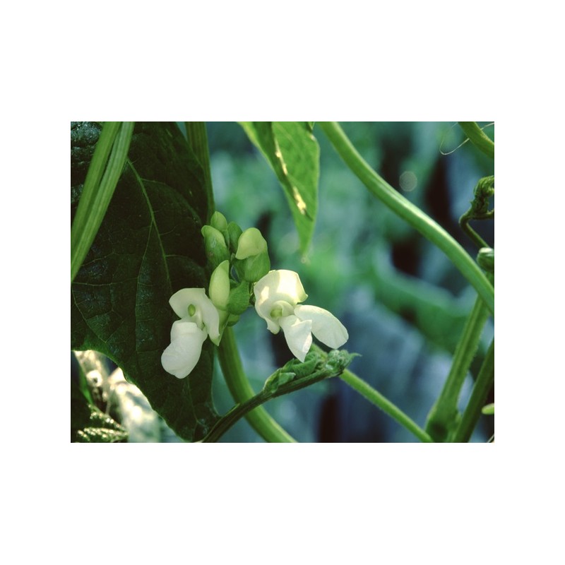 Kentucky Wonder Pole Bean