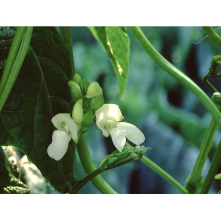 Kentucky Wonder Pole Bean