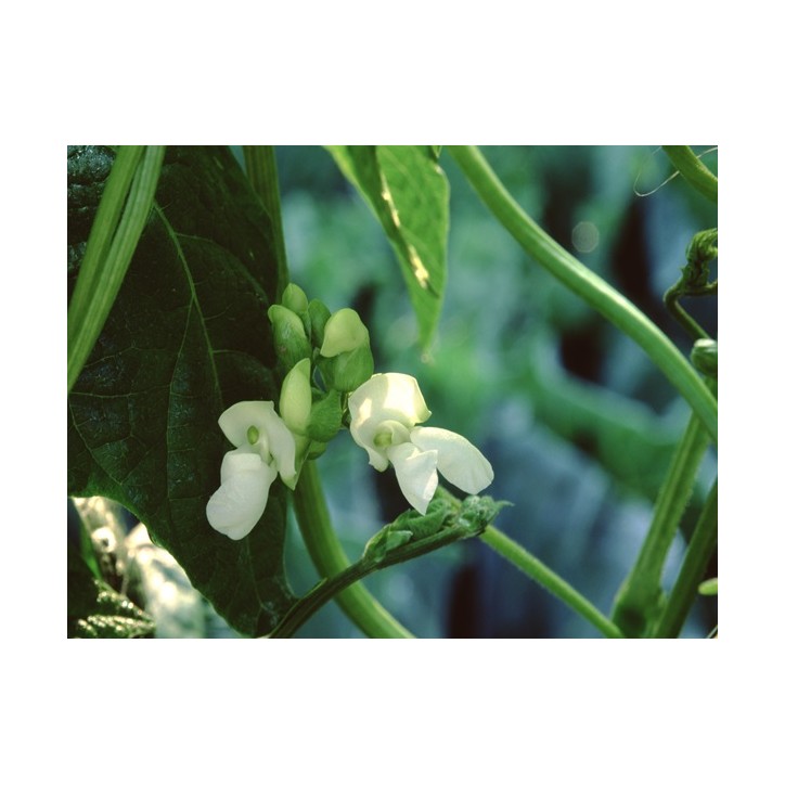 Kentucky Wonder Pole Bean