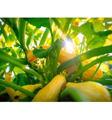 Yellow Crookneck Squash