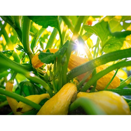 Yellow Crookneck Squash