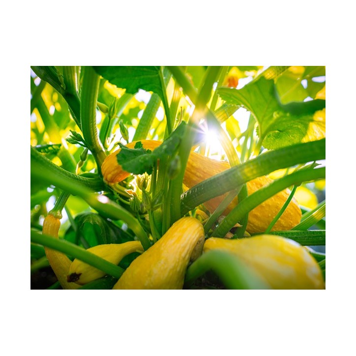 Yellow Crookneck Squash