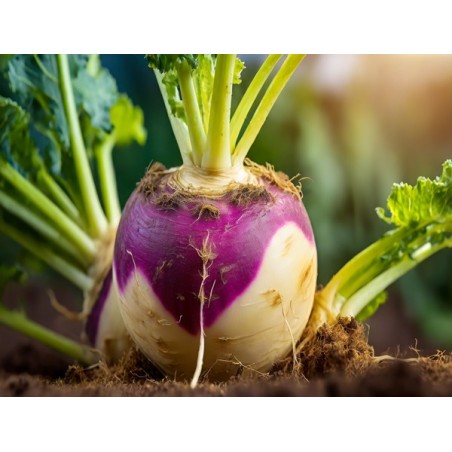 Purple Top White Globe Turnip