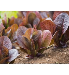 Red Romaine Lettuce