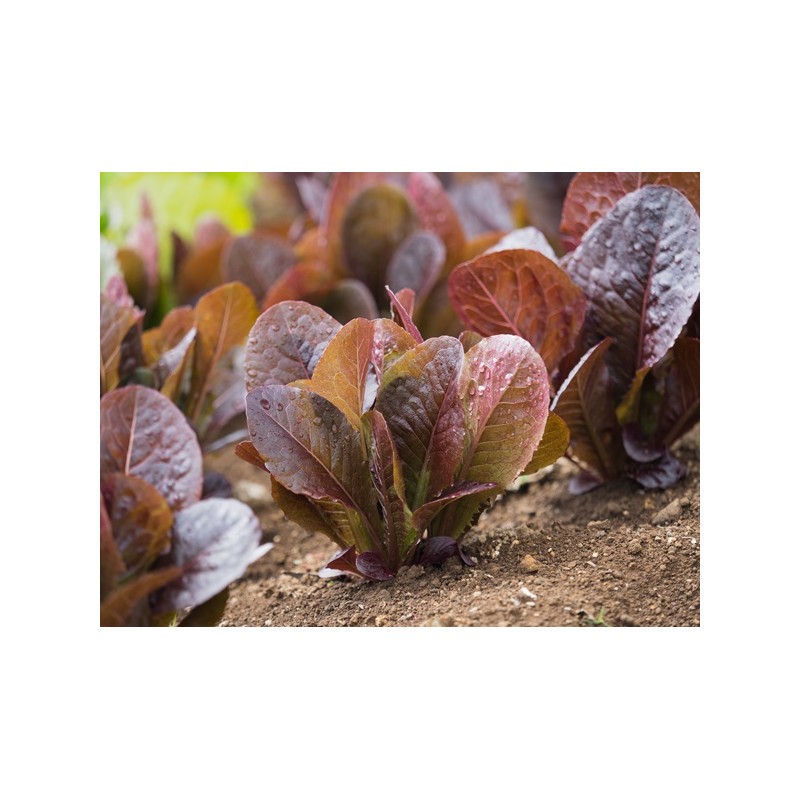 Red Romaine Lettuce