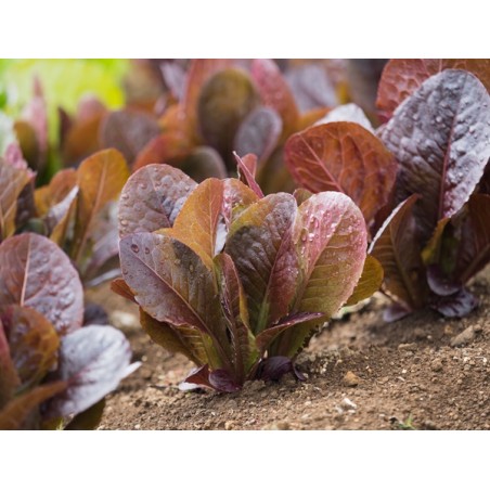 Red Romaine Lettuce