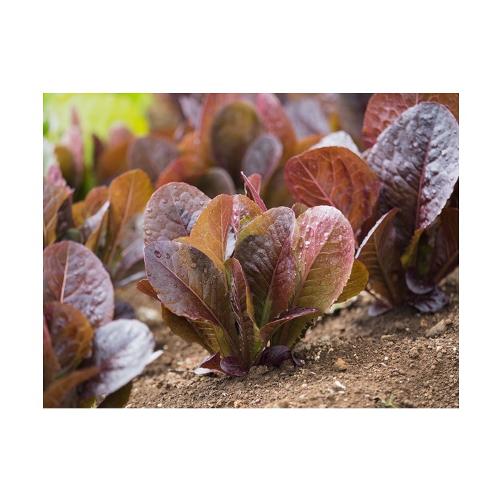 Red Romaine Lettuce