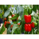 Pepper Seeds - California Wonder Bell