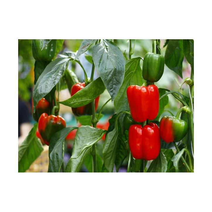 Pepper Seeds, California Wonder Bell Pepper Seeds, California Wonder Bell