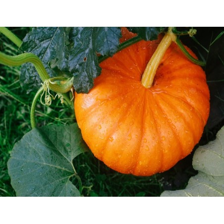 Small Sugar Pumpkin Seeds