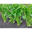 Celery Seeds - Tall Utah