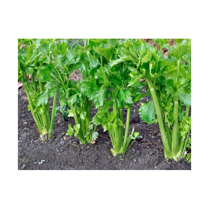 Celery Seeds, Tall Utah